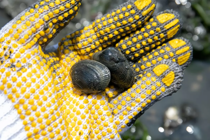 2026常滑赶海体验：名古屋机场附近的日本春季限定活动