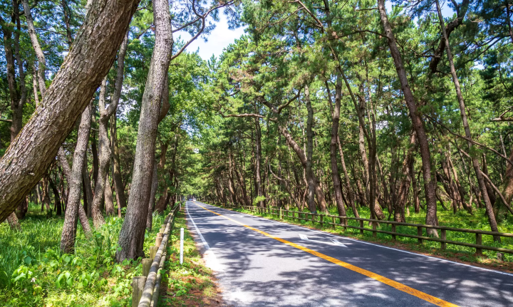 佐賀景點：虹之松原