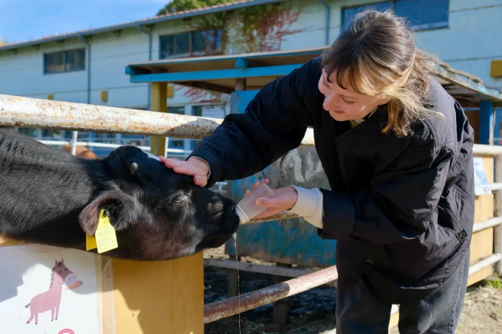神户出发1小时！淡路岛深度游：洋葱采摘、近郊牧场与地道食文化指南