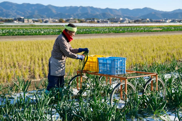 淡路岛的粮食自给率据说超过 100%,是日本粮食自给率最高的地区之一。