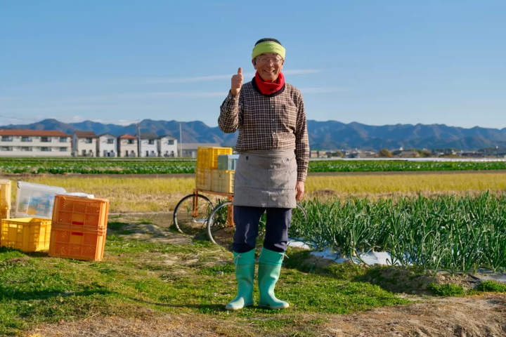 在湛蓝的天空下,滨田在洋葱地里辛勤劳作。