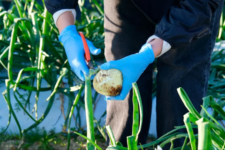 淡路岛洋葱以其新鲜的口感和天然的甜味而闻名。