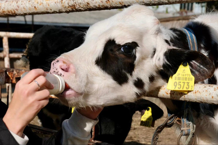 在淡路岛牧场给小牛喂奶