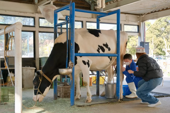 淡路岛牧场员工传授挤奶秘诀