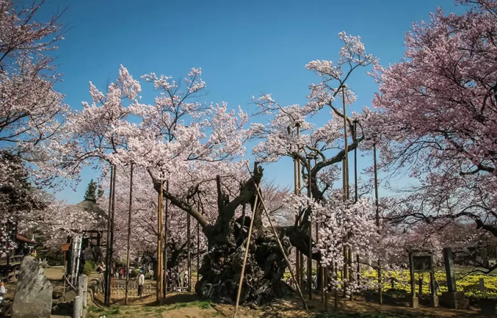 A day trip from Tokyo ! Visit famous cherry blossom spots and spring sweets and bakeries in Hokuto City , Yamanashi Prefecture