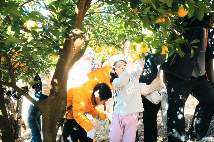 Citrus Harvesting Experience: Under the bright sunshine, we walked to the orchard and harvested sweet summer oranges together. Our baskets were filled with the harvested citrus fruits. 
