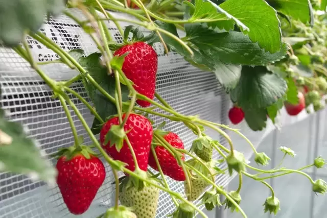 [Aichi] 30 minutes from Nagoya! 8 must-see tourist spots in Tokoname, the city of beckoning cats and pottery