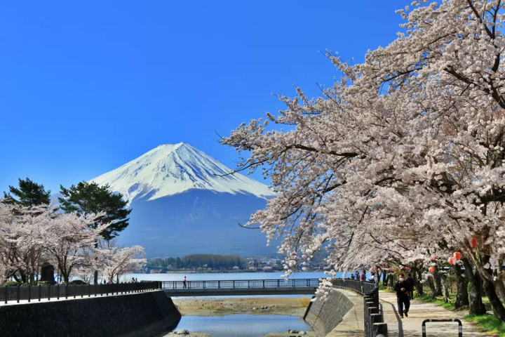 เพลิดเพลินไปกับทัศนียภาพอันงดงามของภูเขาไฟฟูจิและดอกซากุระ! ขอแนะนำจุดชมดอกซากุระอันโด่งดังบริเวณทะเลสาบคาวากุจิ