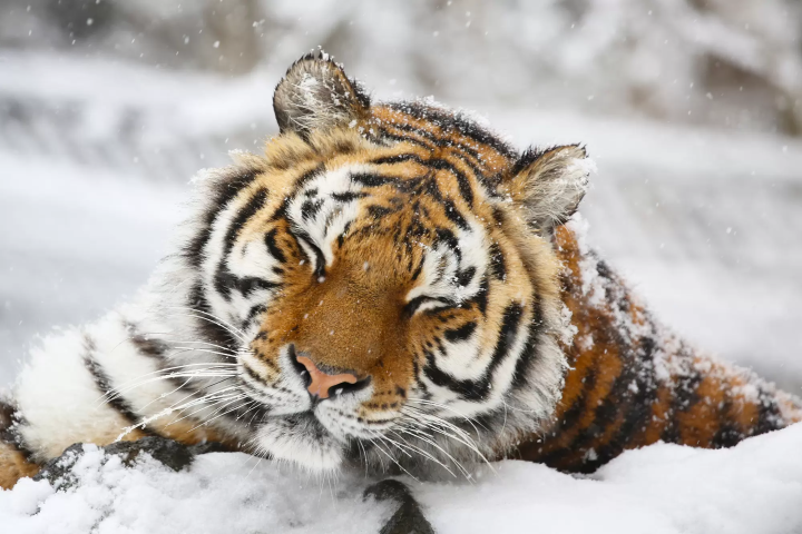白雪皑皑的动物们！富士野生动物园的魅力，只有在冬季才能体验到！