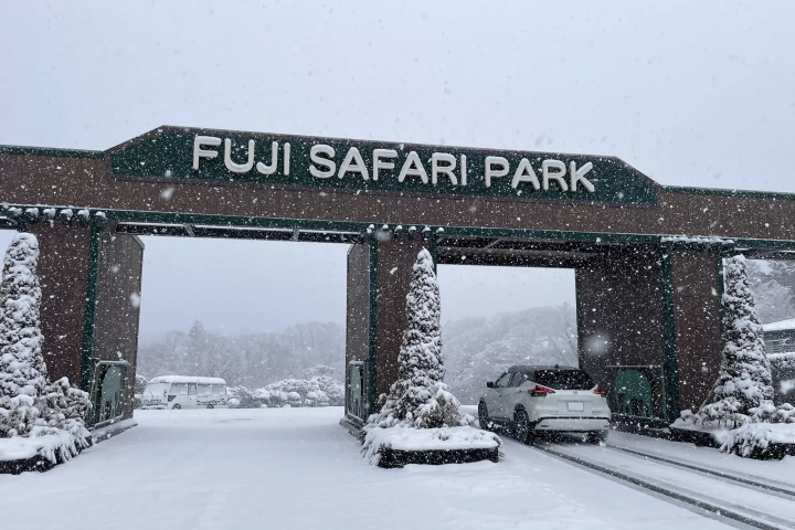 Animals in a snowy landscape! The charm of Fuji Safari Park, only available in winter!