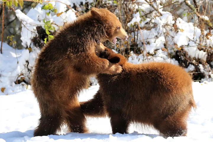 Animals in a snowy landscape! The charm of Fuji Safari Park, only available in winter!