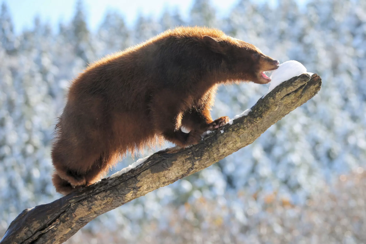 Animals in a snowy landscape! The charm of Fuji Safari Park, only available in winter!