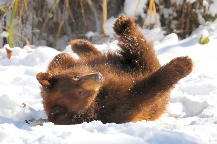 Animals in a snowy landscape! The charm of Fuji Safari Park, only available in winter!