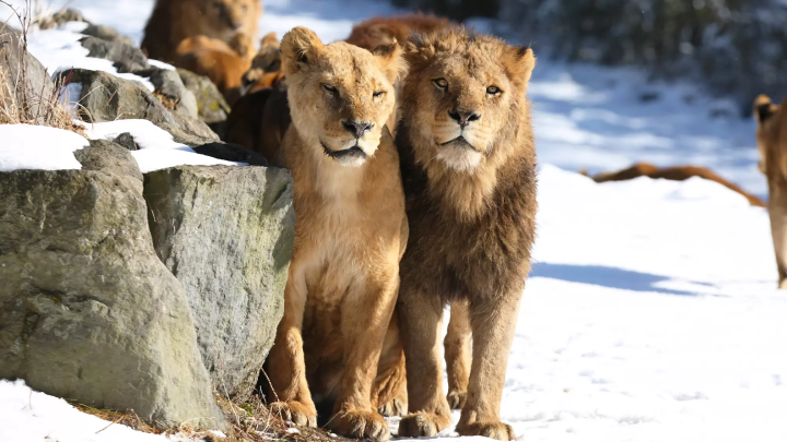 Animals in a snowy landscape! The charm of Fuji Safari Park, only available in winter!