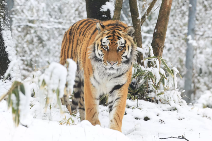 Animals in a snowy landscape! The charm of Fuji Safari Park, only available in winter!