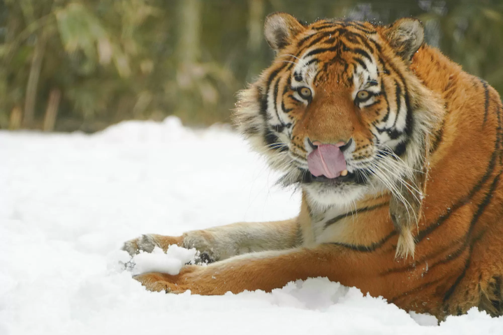 Animals in a snowy landscape! The charm of Fuji Safari Park, only available in winter!