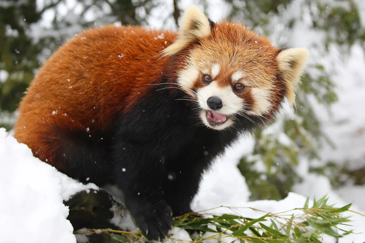 Animals in a snowy landscape! The charm of Fuji Safari Park, only available in winter!