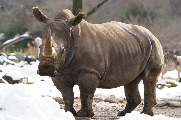 Animals in a snowy landscape! The charm of Fuji Safari Park, only available in winter!