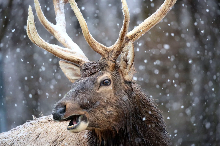 Animals in a snowy landscape! The charm of Fuji Safari Park, only available in winter!