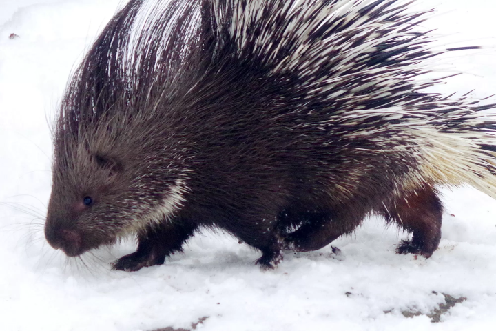 Animals in a snowy landscape! The charm of Fuji Safari Park, only available in winter!