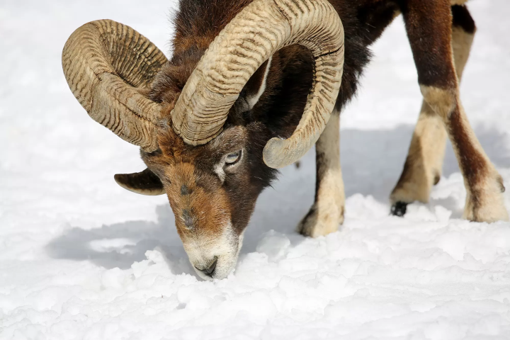 Animals in a snowy landscape! The charm of Fuji Safari Park, only available in winter!