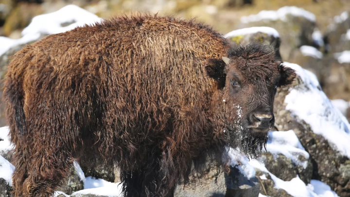Animals in a snowy landscape! The charm of Fuji Safari Park, only available in winter!
