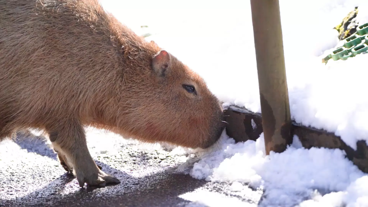 Animals in a snowy landscape! The charm of Fuji Safari Park, only available in winter!