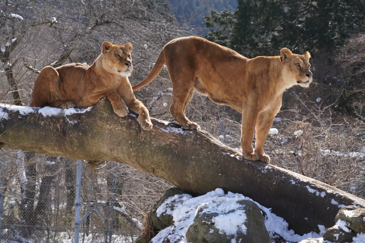 Animals in a snowy landscape! The charm of Fuji Safari Park, only available in winter!