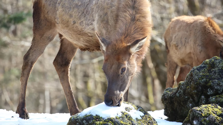 Animals in a snowy landscape! The charm of Fuji Safari Park, only available in winter!