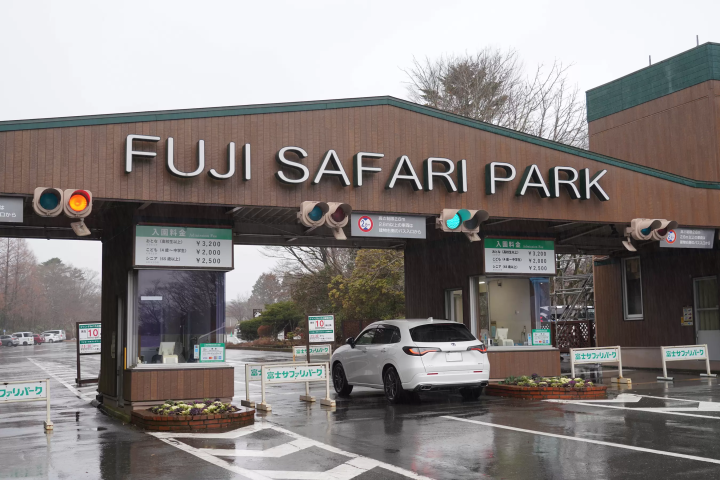 雨の日の「富士サファリパーク」の楽しみ方!