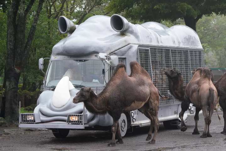 雨の日の「富士サファリパーク」の楽しみ方!