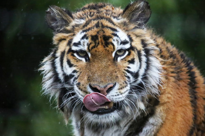 雨の日の「富士サファリパーク」の楽しみ方!