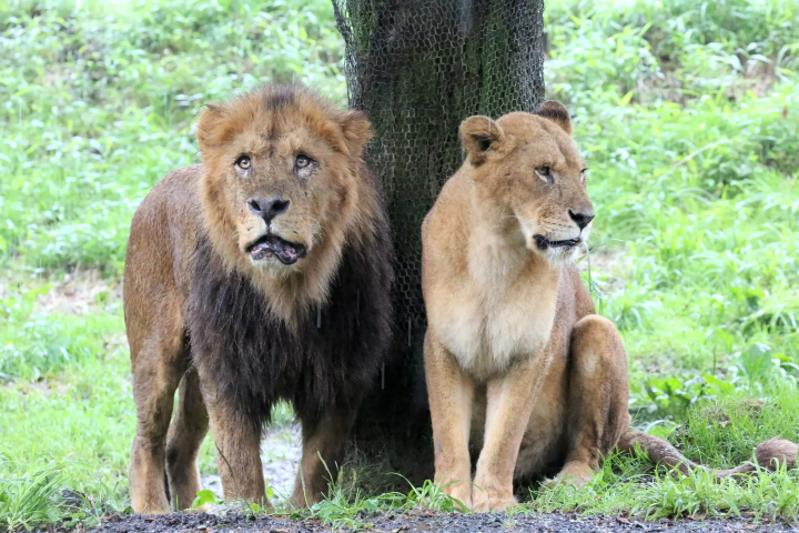 雨の日の「富士サファリパーク」の楽しみ方!