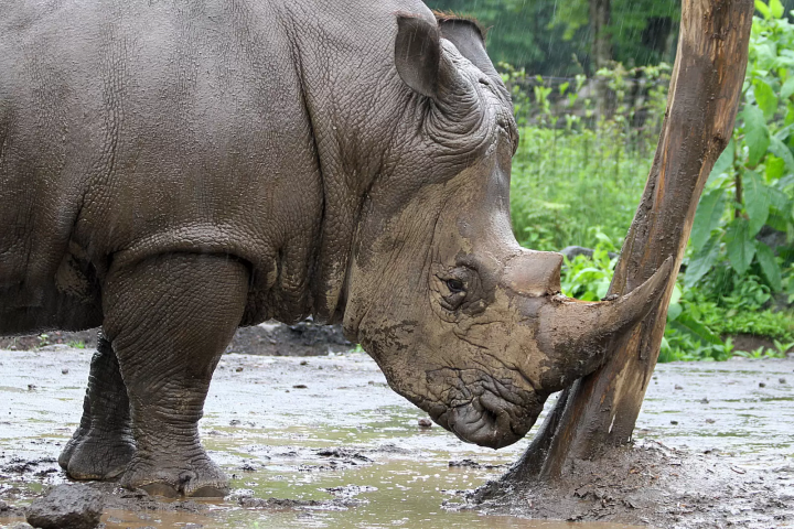 雨の日の「富士サファリパーク」の楽しみ方!