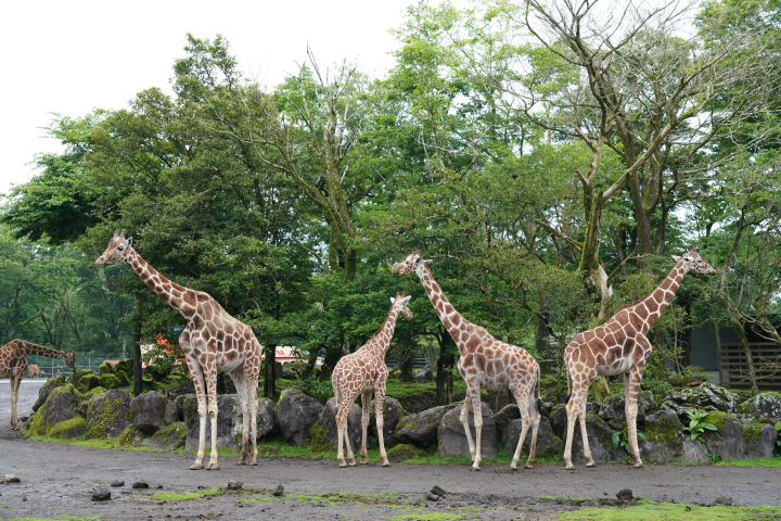 雨の日の「富士サファリパーク」の楽しみ方!