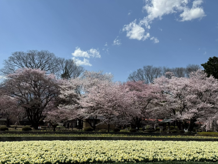 A day trip from Tokyo ! Visit famous cherry blossom spots and spring sweets and bakeries in Hokuto City , Yamanashi Prefecture