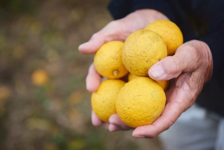 【大分縣，別府市】大分永續美食：從溫泉小鎮到海陸時令風味