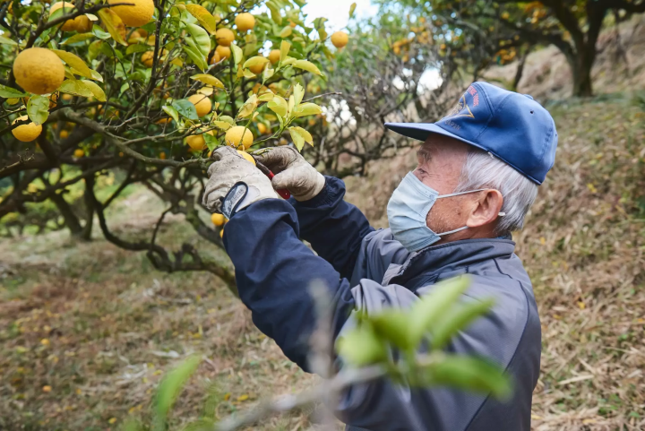 【大分縣，別府市】大分永續美食：從溫泉小鎮到海陸時令風味