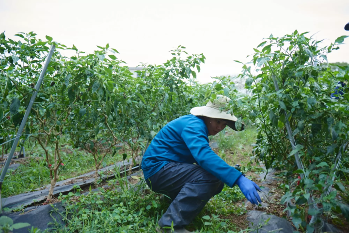 【大分縣，別府市】大分永續美食：從溫泉小鎮到海陸時令風味