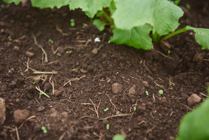【大分縣，別府市】大分永續美食：從溫泉小鎮到海陸時令風味