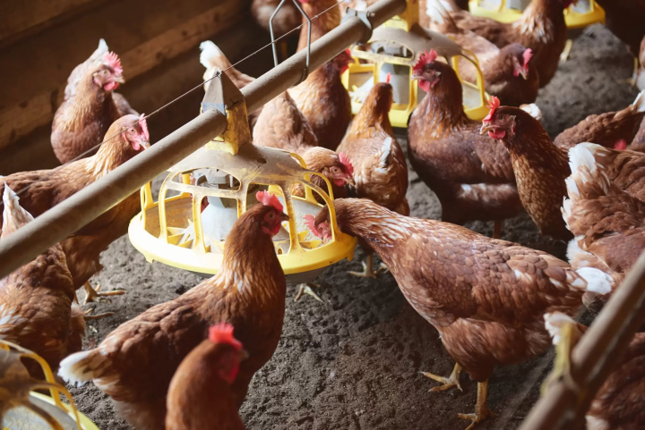 【九重】風與光穿過的高原上的生命恩賜。大分永續美食