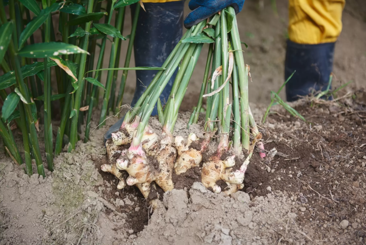 [Southern Oita Prefecture (Usuki and Saiki)] A journey through fermentation and tradition. Oita Sustainable Gastronomy