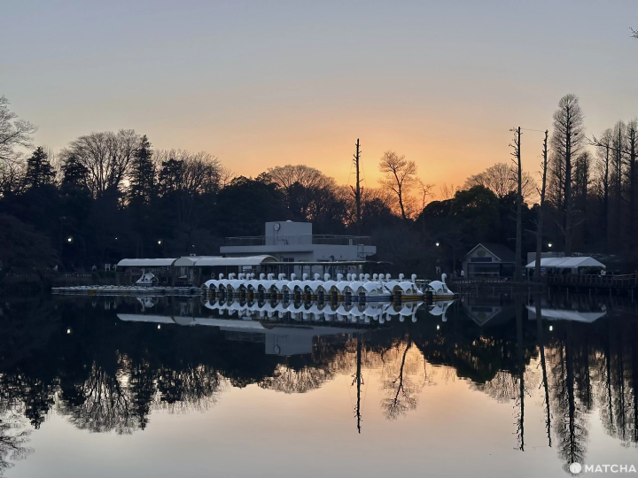 井之頭恩賜公園傍晚景色