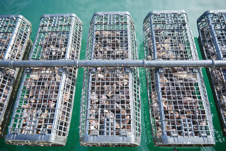 [Southern Oita Prefecture (Usuki and Saiki)] A journey through fermentation and tradition. Oita Sustainable Gastronomy