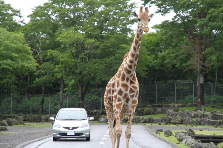雨の日の「富士サファリパーク」の楽しみ方!