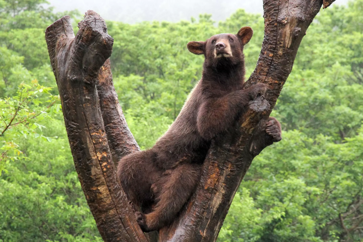 雨の日の「富士サファリパーク」の楽しみ方!