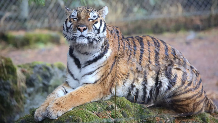 雨の日の「富士サファリパーク」の楽しみ方!