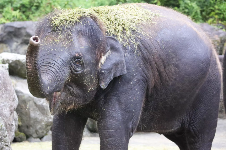 雨の日の「富士サファリパーク」の楽しみ方!