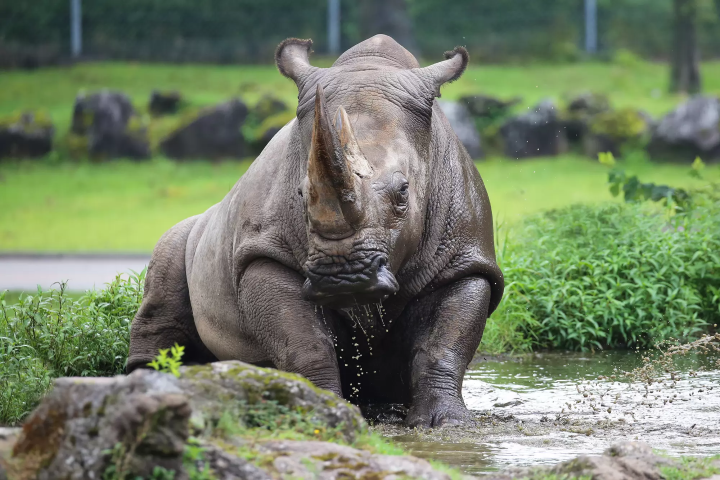 雨の日の「富士サファリパーク」の楽しみ方!