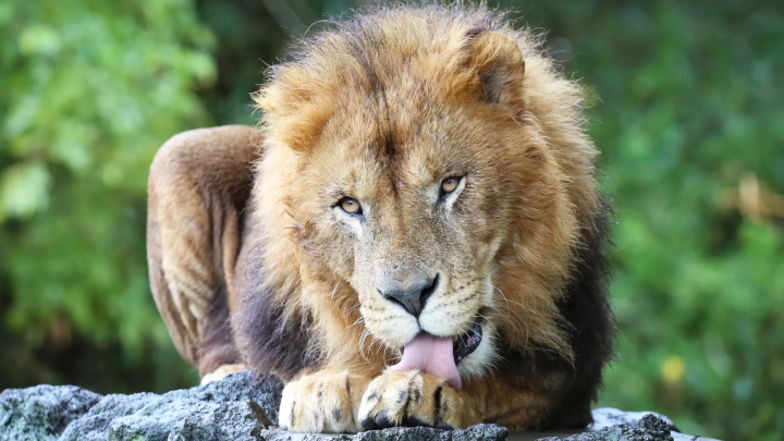 雨の日の「富士サファリパーク」の楽しみ方!
